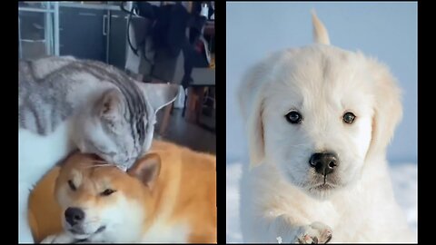 Cute puppy playing with his unknown friends, sometimes dog and sometimes cat.