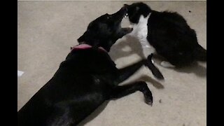 Furball Wrestlemania