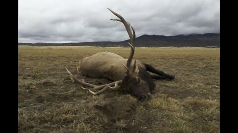 A Bull Elk trips on a Fence and Dies