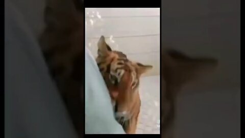 Tiger funny action 🤣🤣🤣