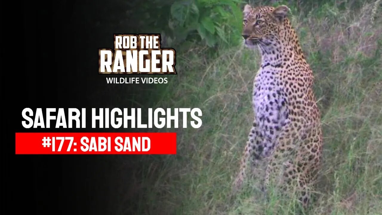 Safari Highlights #177: 30 Nov - 02 Dec 2012 | Sabi Sand Nature Reserve | Latest Wildlife Sightings