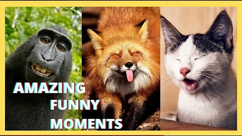 animal funny & amazing video caught on camera😱😹