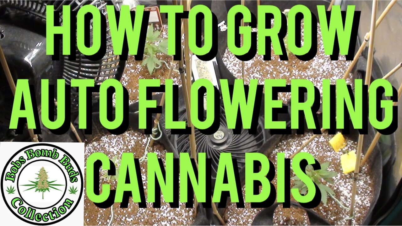 AUTO FLOWERS, How To Grow Auto Flowering Cannabis. Skywalker