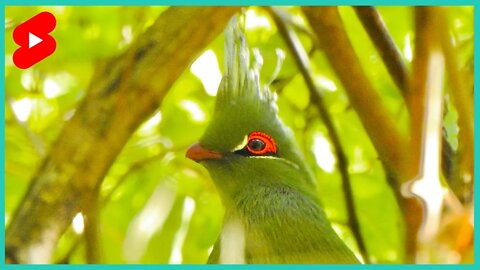 TURACO DE SCHALOW [Tauraco Schalowi] #shorts
