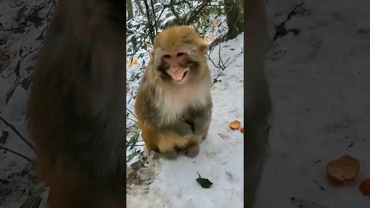 quando a piada é boa 😂😂#shorts