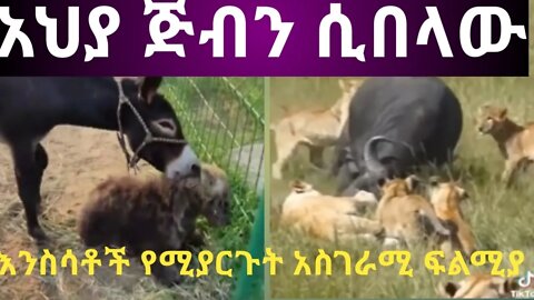 አህያው ጅቡን ሲበላው እዩት|| አስገራሚ እንስሳቶች አንዱ አንዱን ለመመገብ የሚያደርጉት ፍልሚያ