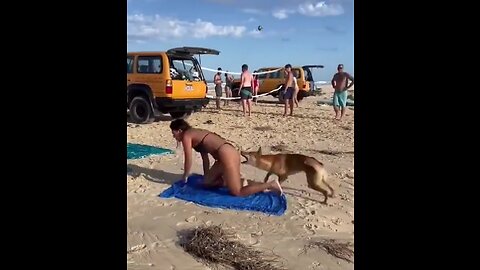 Australia_ Dingo bites sunbathing tourist in Queensland