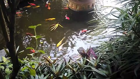 Koi
