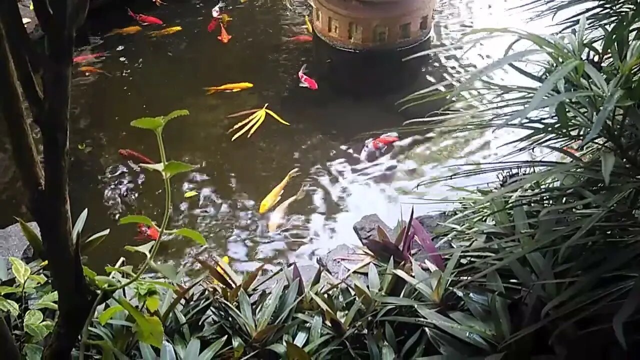 Koi