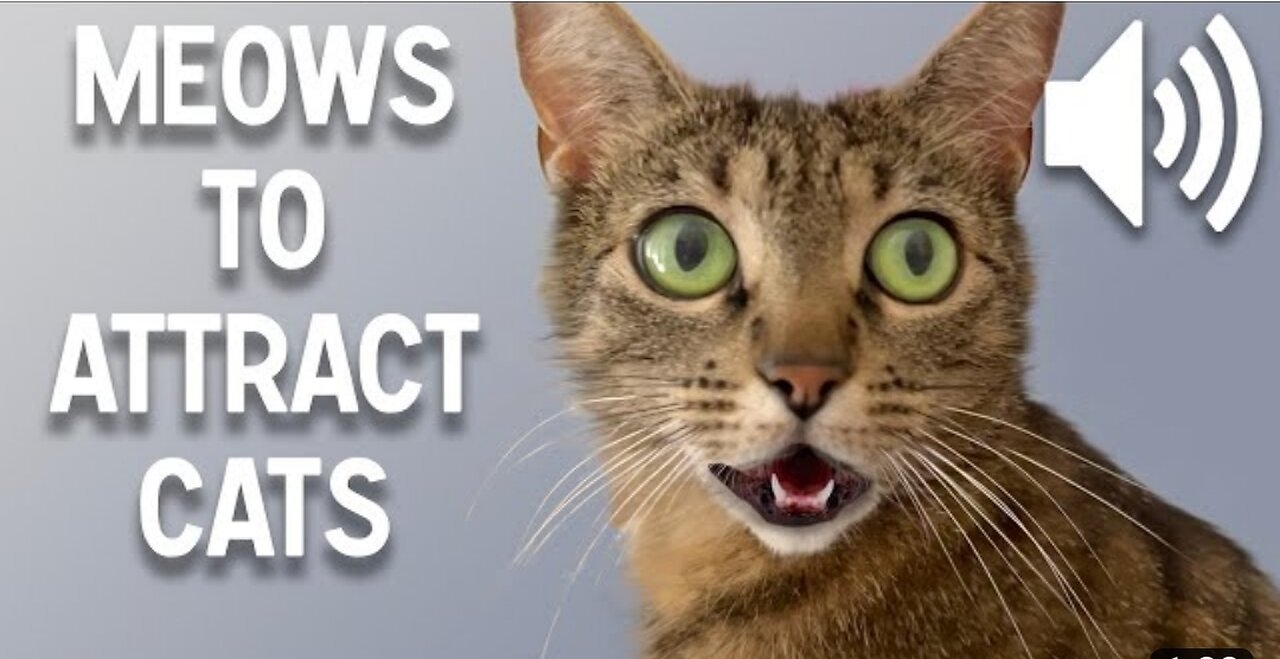 Sounds that attract cats moew to make cats come to you