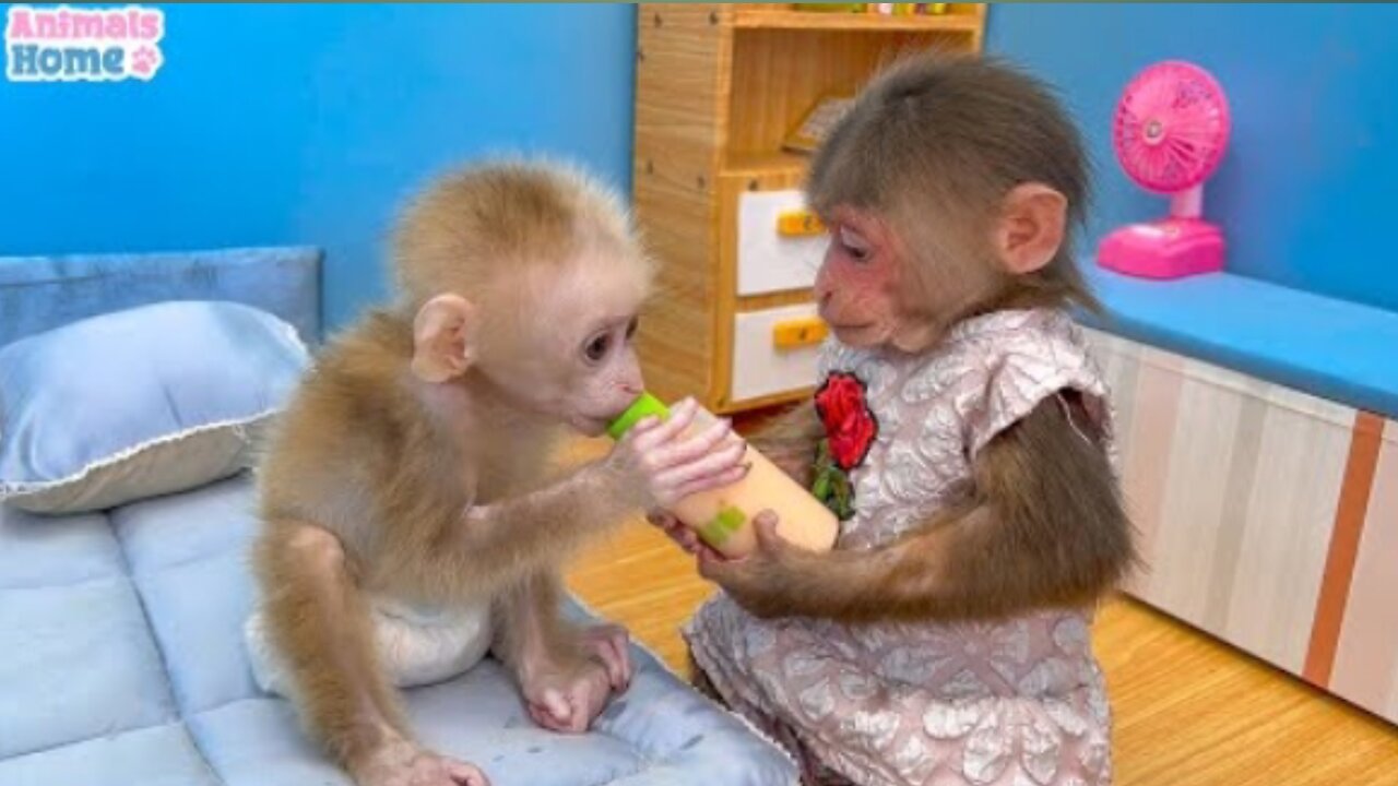 BiBi helps dad take care of baby monkey OBi