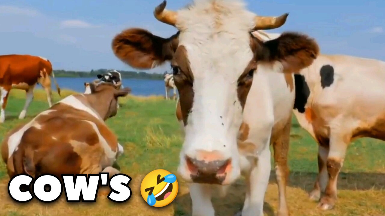 COW'S FUNNY MOMENTS 🤣