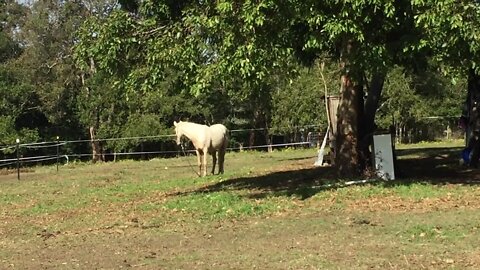 Halo day 1 browsing before being put into a small paddock - 17/6/2019