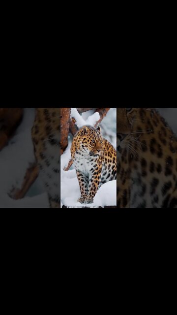 A majestic leopard grooming itself amidst a winter wonderland #shorts