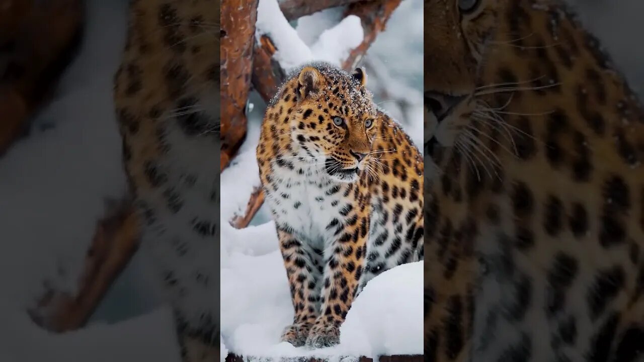 A majestic leopard grooming itself amidst a winter wonderland #shorts