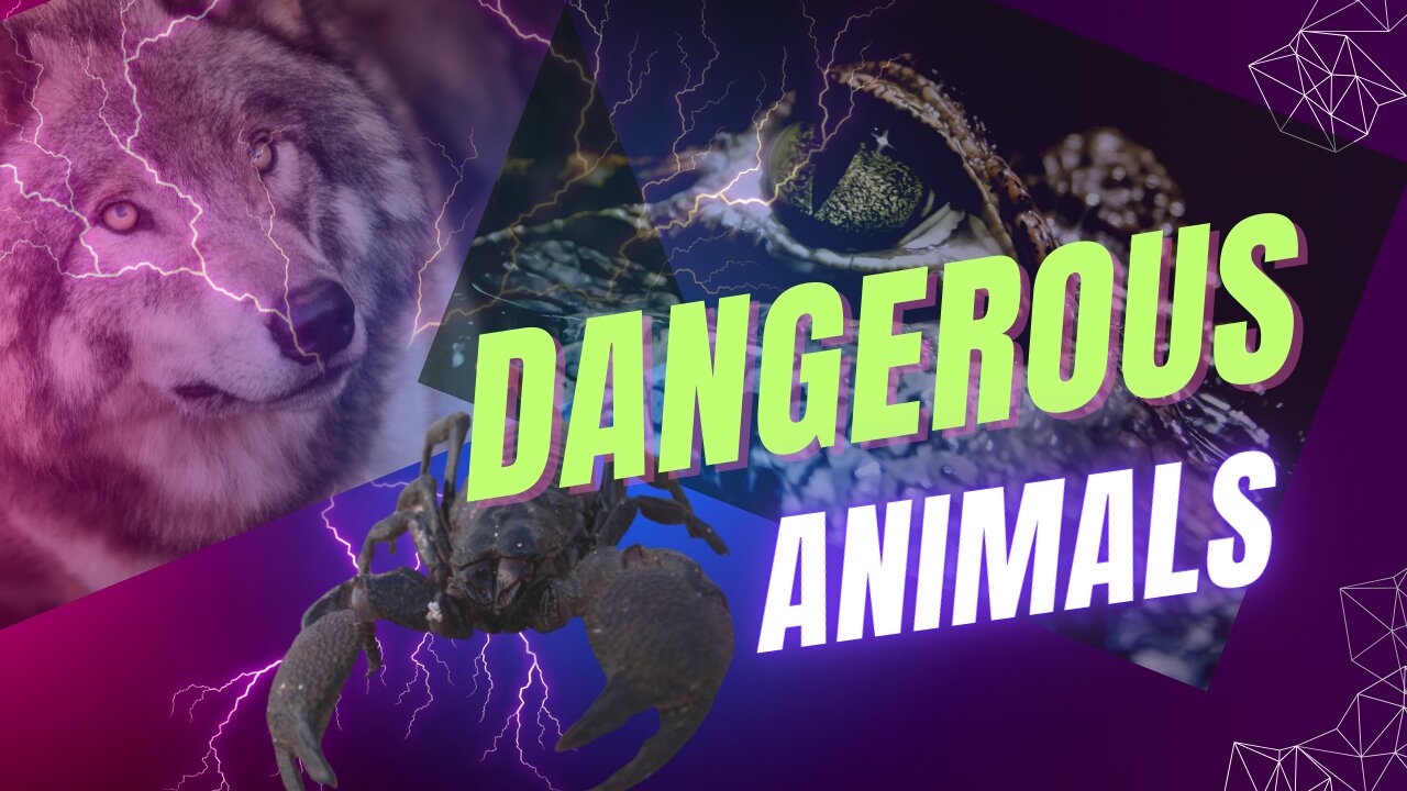 Dangerous Funny Animals Video