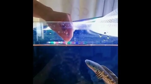 POR FAVOR INSCREVA ME AJUDA - PLEASE SUBSCRIBE HELP ME