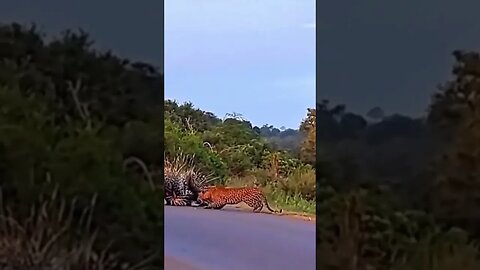 💥 O DESAFIO DA ONÇA CAÇANDO O PORCO ESPINHO