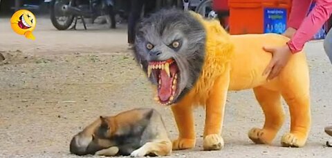 Troll Prank Dog Funny fake Lion and Fake Tiger Prank