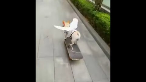 funny dog video 😝😃😄😛🤣🤣🤣