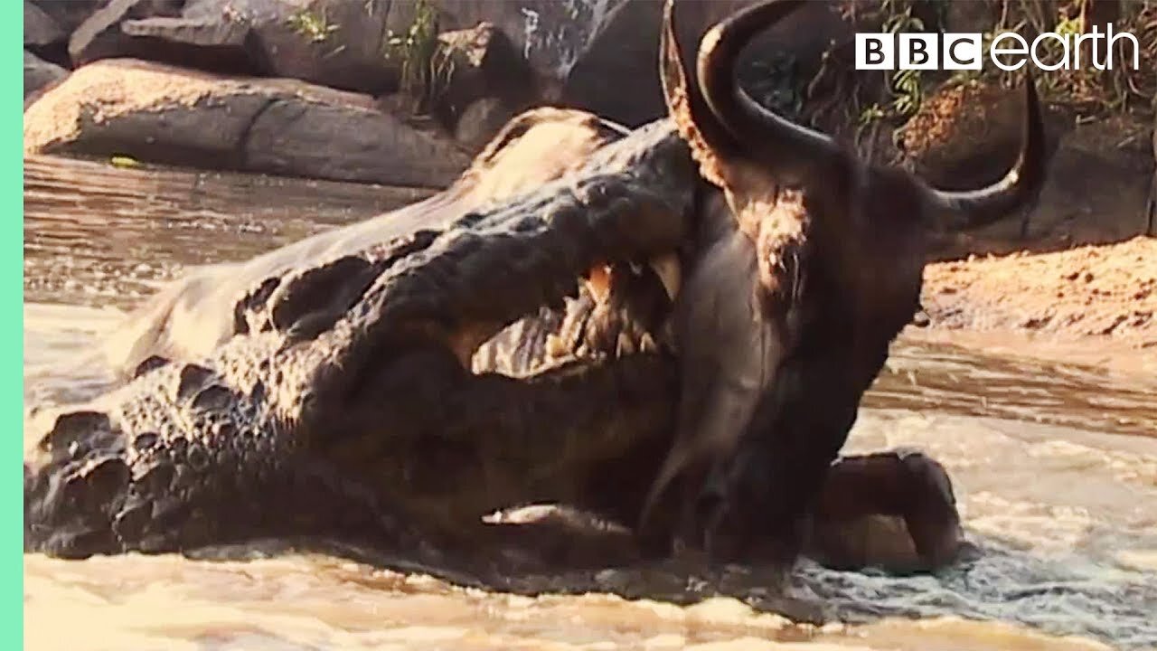 Underwater Ambush from Crocodile