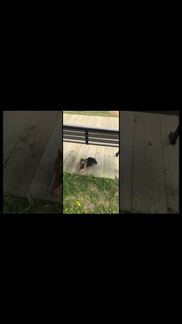 Found a random dog with no owner