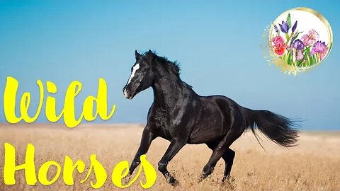 🐴Most GLORIOUS Wild Horses 🐴