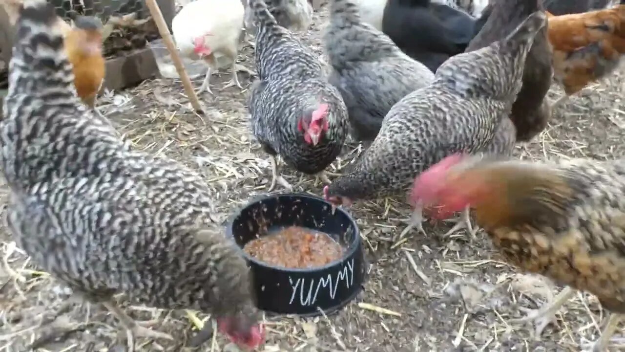 Review of Southgate Beef Stew...by a bunch of chickens.