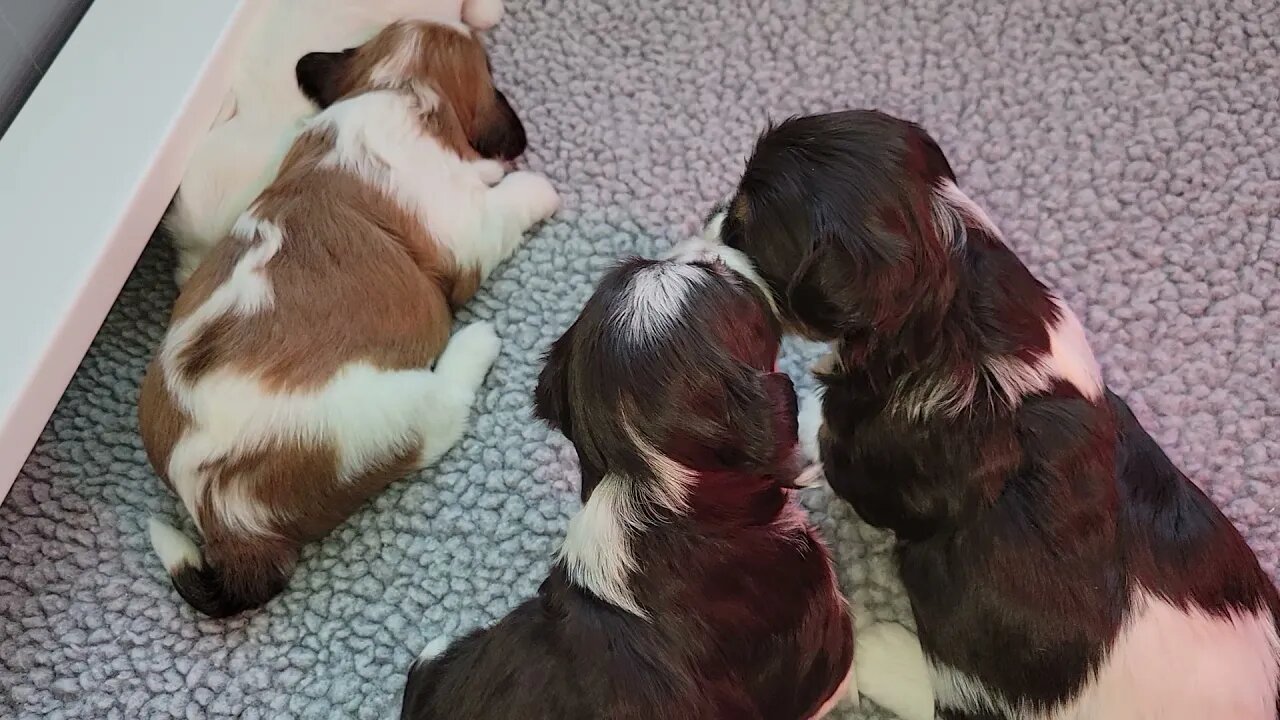 April 21 - 3 & 4 weeks Old