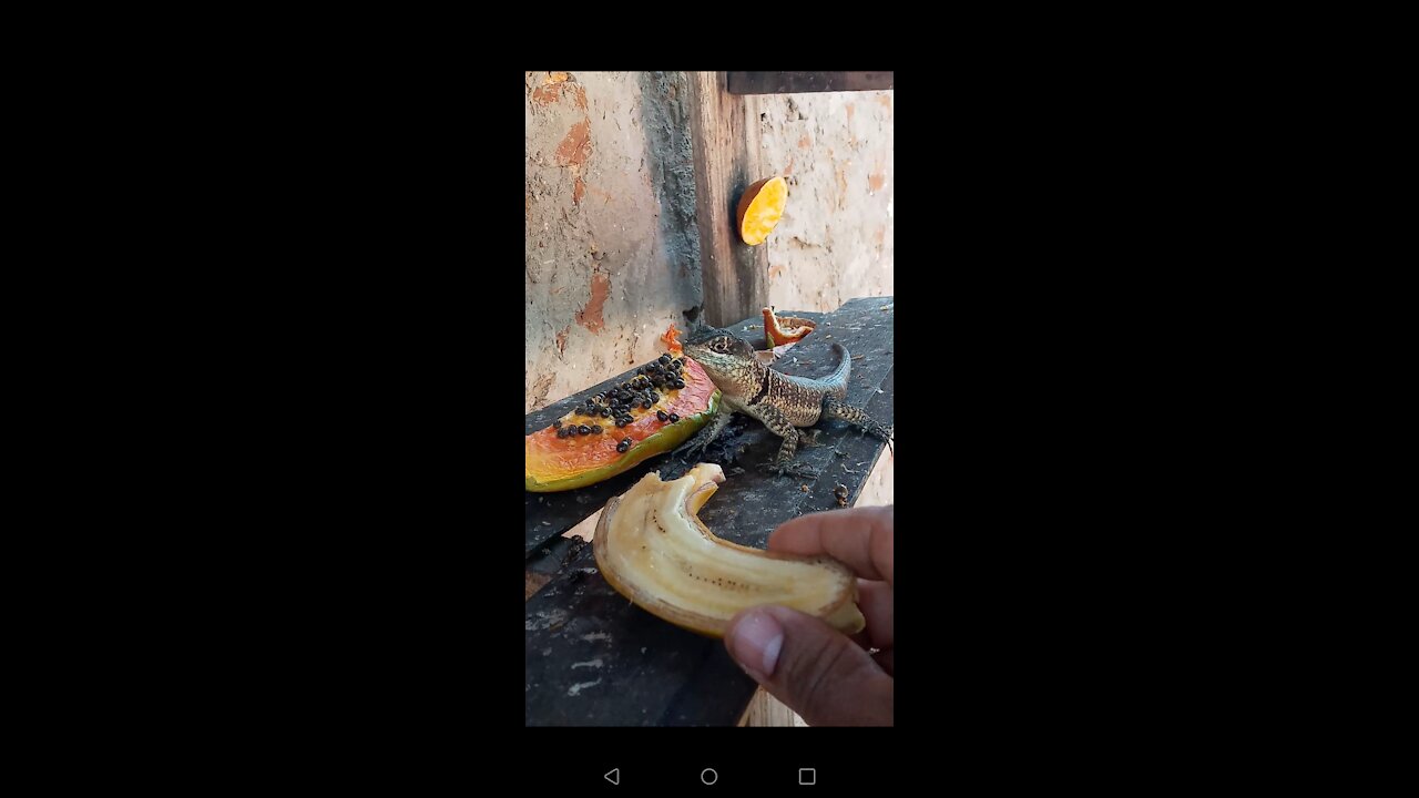 Lagartinho Manso