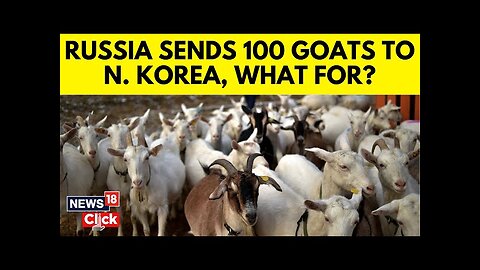 Russia Gifts 100 Elite Goats To North Korea | Russia's Diplomatic Gift Of Goats To N Korea | N18G