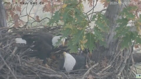 Hays Eagles Dad comes in plays "sticks on the back" on Mom sitting 2020 10 22 7:34AM
