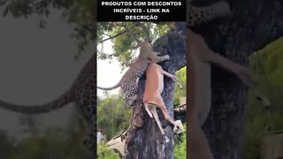 leopardo subindo arvore com a caça 😮😮