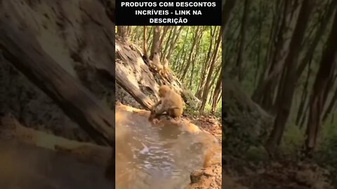 hora do banho do macaquinho