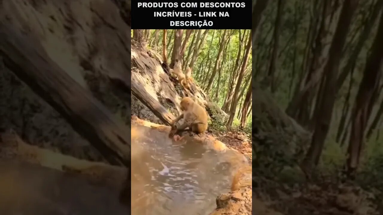 hora do banho do macaquinho