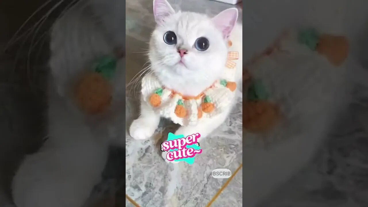 cute cat videos 😹 funny videos 😂 555 😻