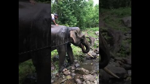 gajah mandi