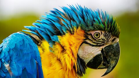 VERY BEAUTIFUL VIDEO parrots soothing music stress relief video