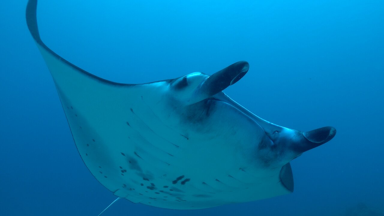 Scuba diver finds herself in the path of incoming giant manta rays