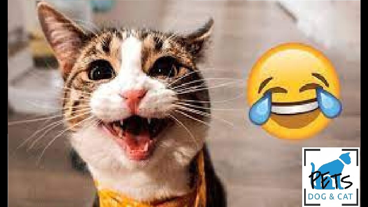 Funniest Animals 2023 😂 Funny Dogs and Cats Videos 😺🐶 Part 4 ℱᵒᒻᒻᵒ꒳◡̈⃝