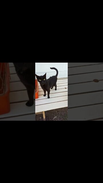 Black cat and Yoda. No you arnt seeing double Two black cats