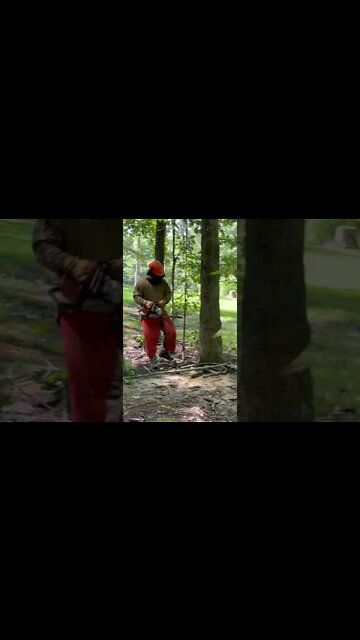 Widow Makers have got to go! Timber! #shorts #short #timber #chainsaw #campground