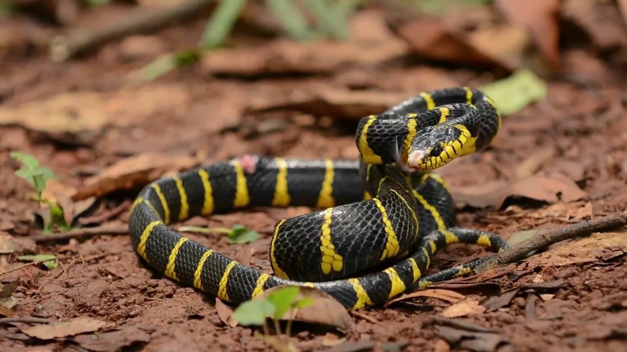 Boiga Dendrophila