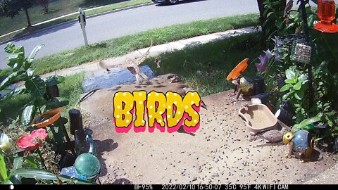 Birds In Sprinklers In Slow Motion 💦