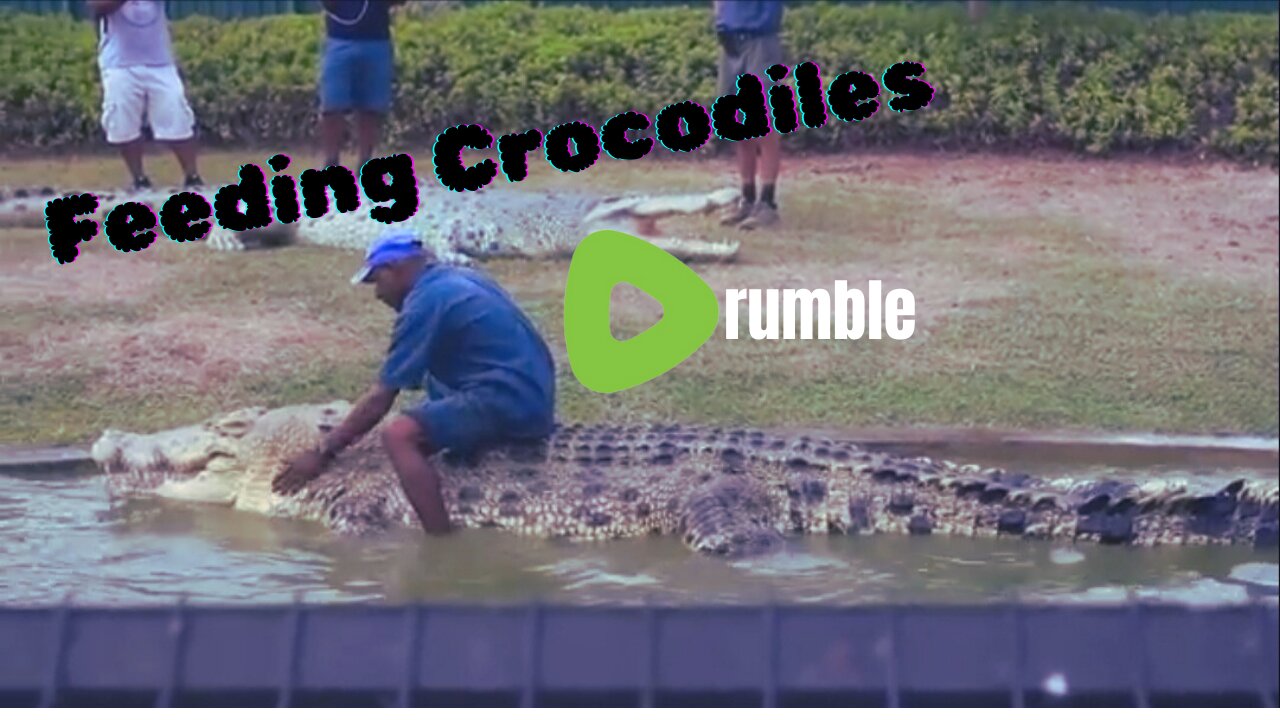 Feeling Crocodiles