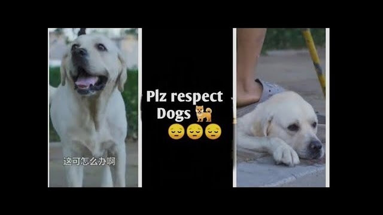 DOG SAVE BLIND MAN LIFE