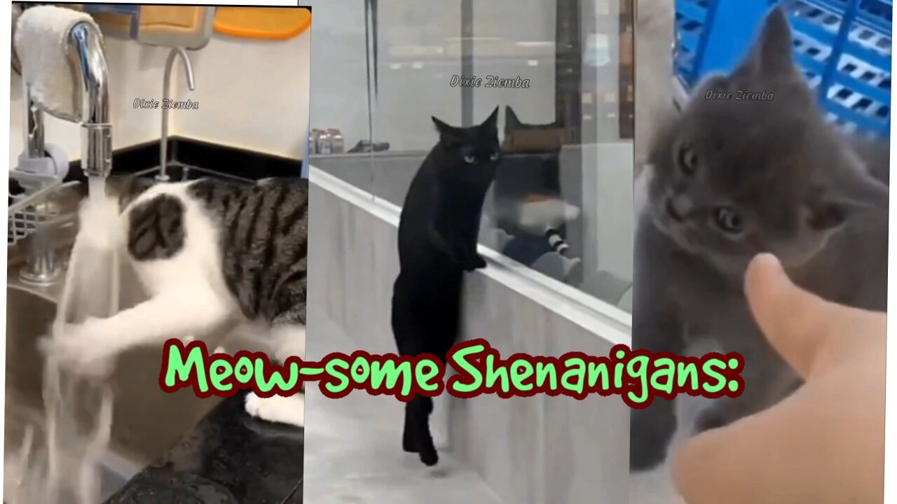 Meow-some Shenanigans: Hilarious Cat Compilation That Will Have You in Stitches!