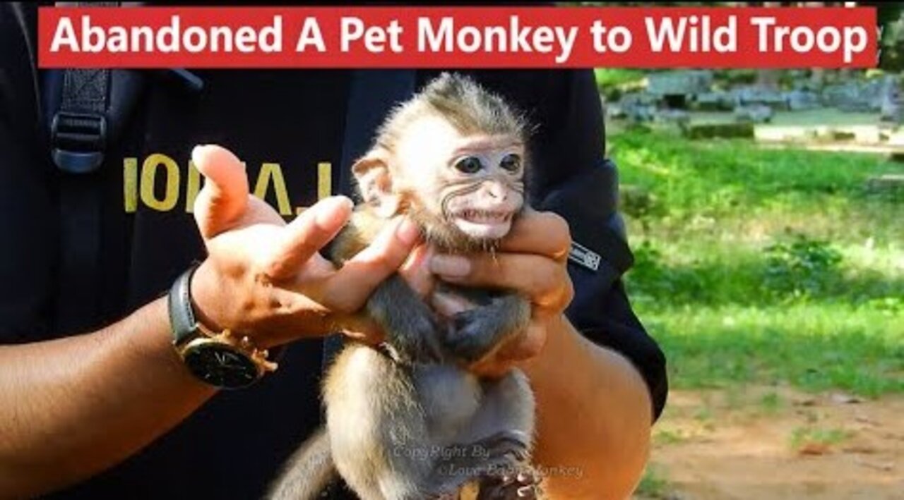 It's Breaking Heart..!! A Young Man Abandoned A Pet Baby Monkey Into Wild Troop, How Can He Survive?