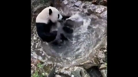 Panda taking a bath - Daily Dose of Nature