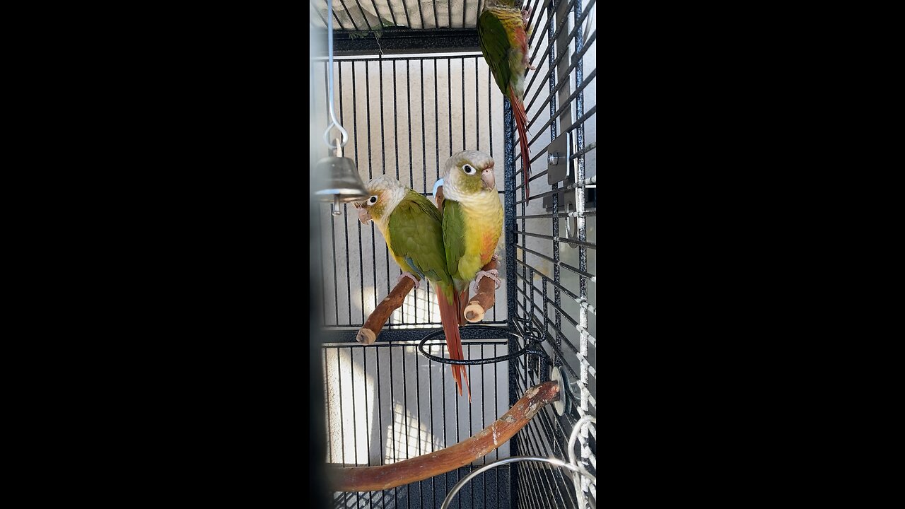 Green cheek Conures